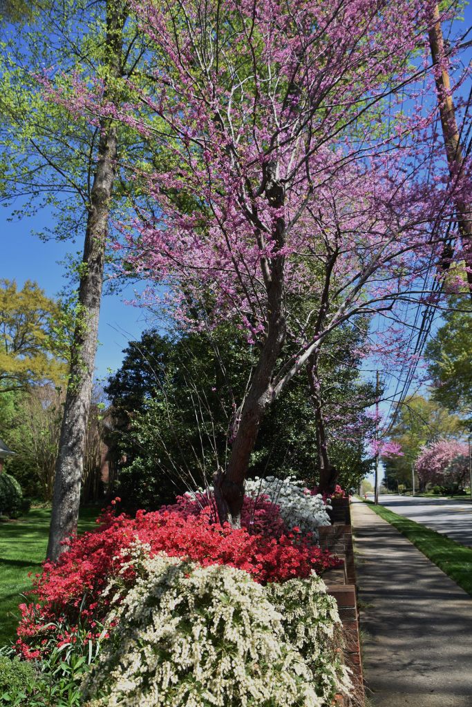 4-4-20 flowers 068 (683x1024).jpg